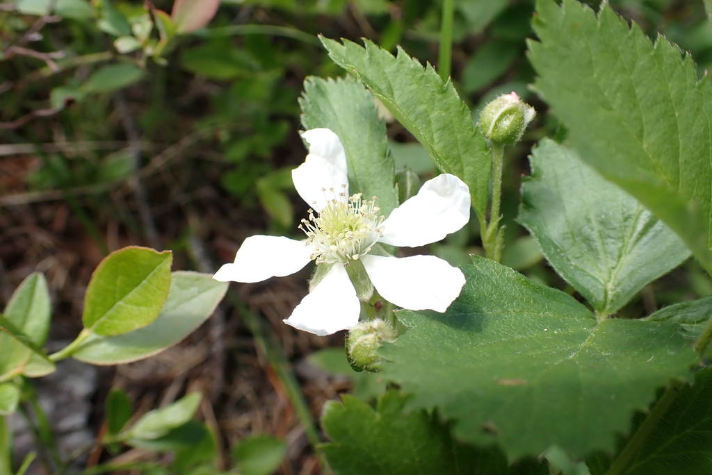 Iron River Dewberry