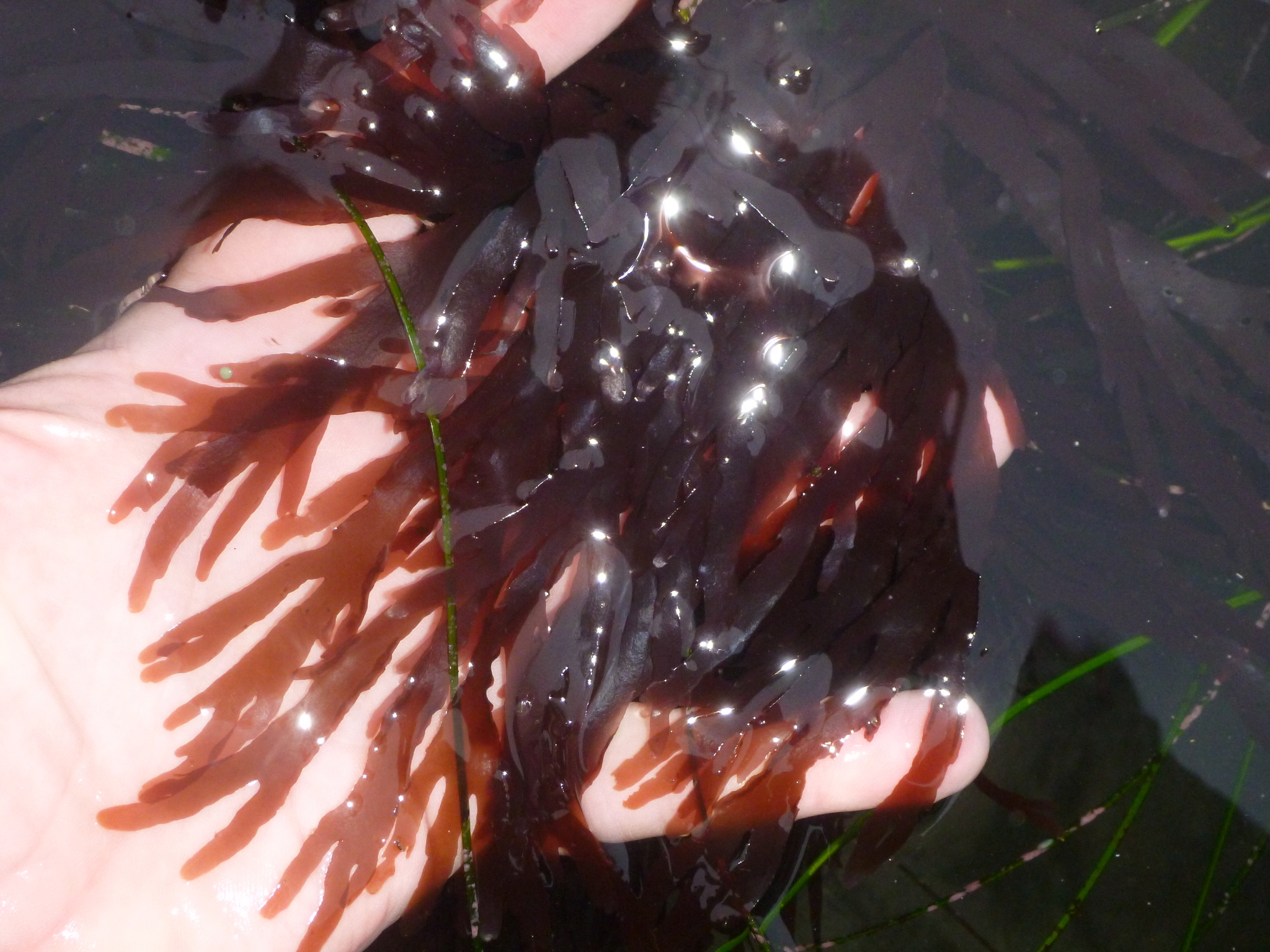 Cryptopleura violacea