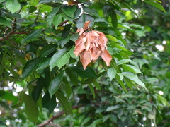 Inga punctata