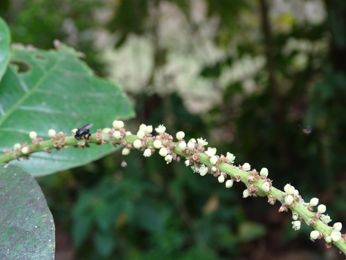 Coccoloba caracasana, photograph 2
