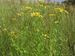 Galatella biflora
