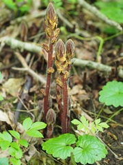 Orobanche laxissima
