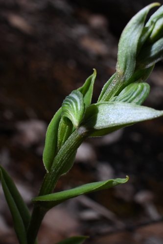 Image of Pterostylis vittata by (c) Em Lamond, some rights reserved (CC BY)