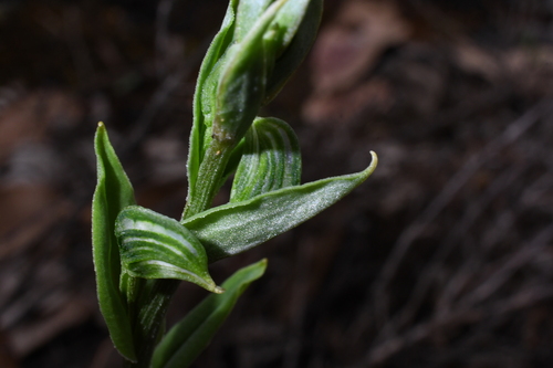Image of Pterostylis vittata by (c) Em Lamond, some rights reserved (CC BY)
