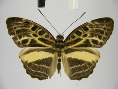 Catuna angustatum