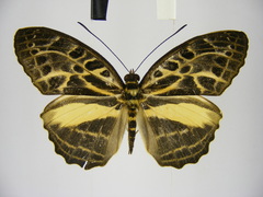 Catuna angustatum