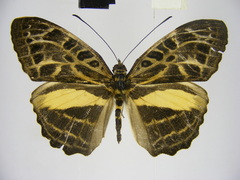 Catuna angustatum