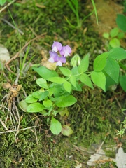 Lathyrus laxiflorus