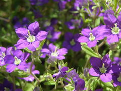 Legousia speculum-veneris