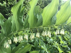 Polygonatum × hybridum