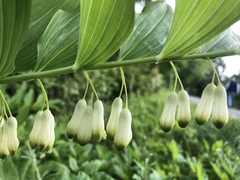 Polygonatum × hybridum