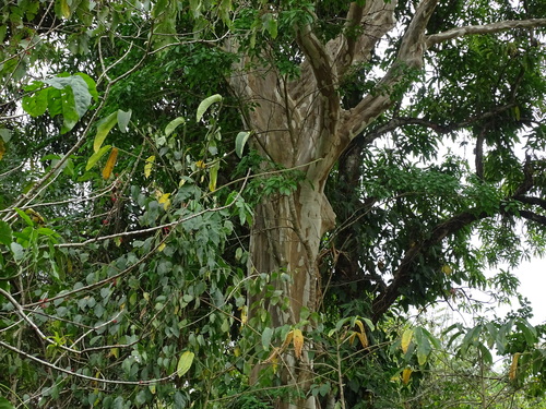 Image of Terminalia oblonga by (c) Alexis López Hernández, some rights reserved (CC BY)