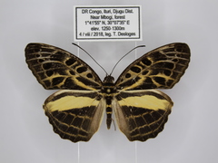 Catuna angustatum