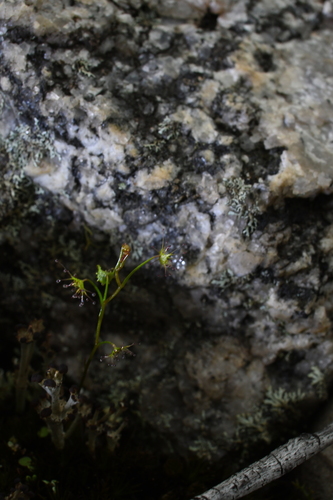 Drosera modesta (Drosera modesta)