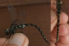 Gomphaeschna furcillata