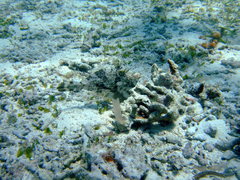 Pseudomonacanthus macrurus