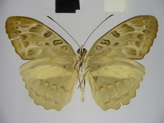Catuna angustatum