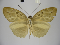 Catuna angustatum