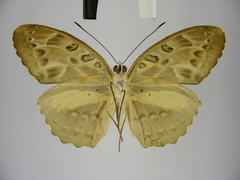 Catuna angustatum