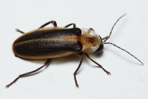 Photuris frontalis LeConte, 1852