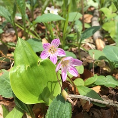 Claytonia