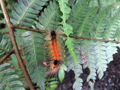 Spilarctia postrubida