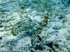 Pseudomonacanthus macrurus