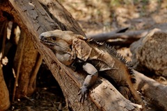 Ctenosaura pectinata