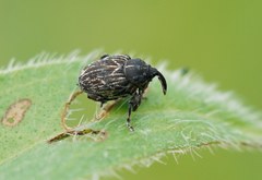 Mogulones geographicus