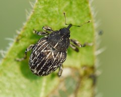 Mogulones geographicus