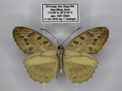 Catuna angustatum