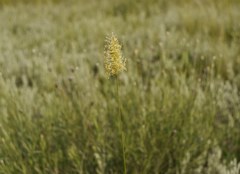 Poaceae
