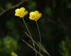 Ranunculus illyricus