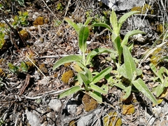 Veronica porphyriana