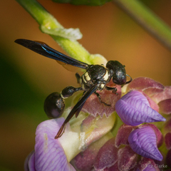 Zethus spinipes variegatus