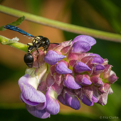 Zethus spinipes variegatus