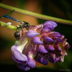 Zethus spinipes variegatus