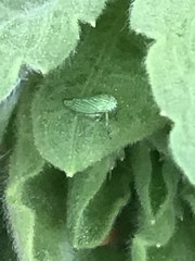 Graphocephala cythura