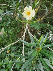 Angiospermae