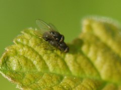 Diptera