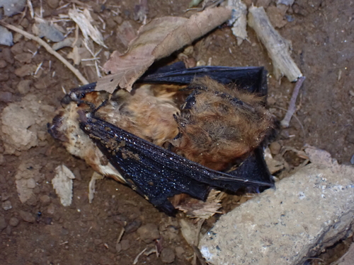 Cinnamon Red Bat