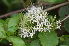 Pavetta indica