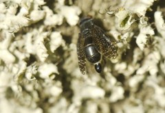Platystoma