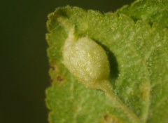 Diptera