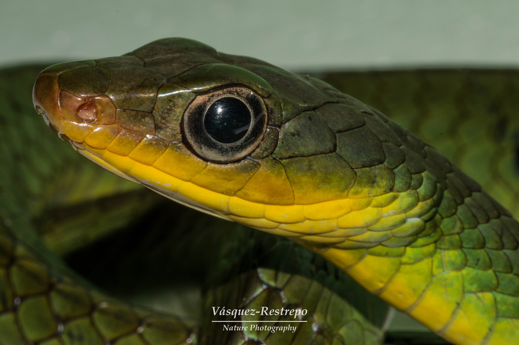 Linnaeus' Sipo