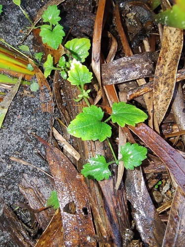 Veronica plebeia