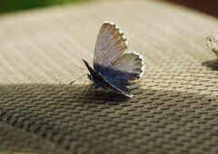 Pseudophilotes bavius