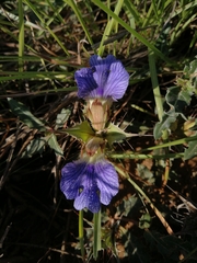 Blepharis procumbens