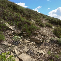 Artemisia salsoloides