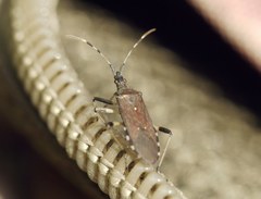 Dicranocephalus albipes